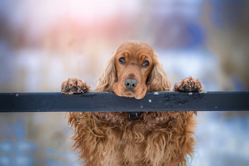 Brown Cocker Spaniel with snowy fur rests its chin on a dark wooden fence against a pastel winter sunset.