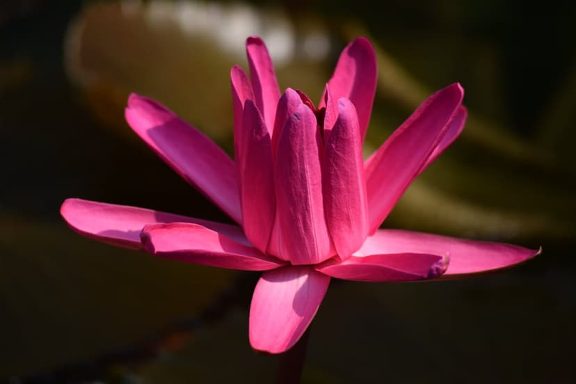 Sunlit Pink Nymphaea Water Lily Mobile Background