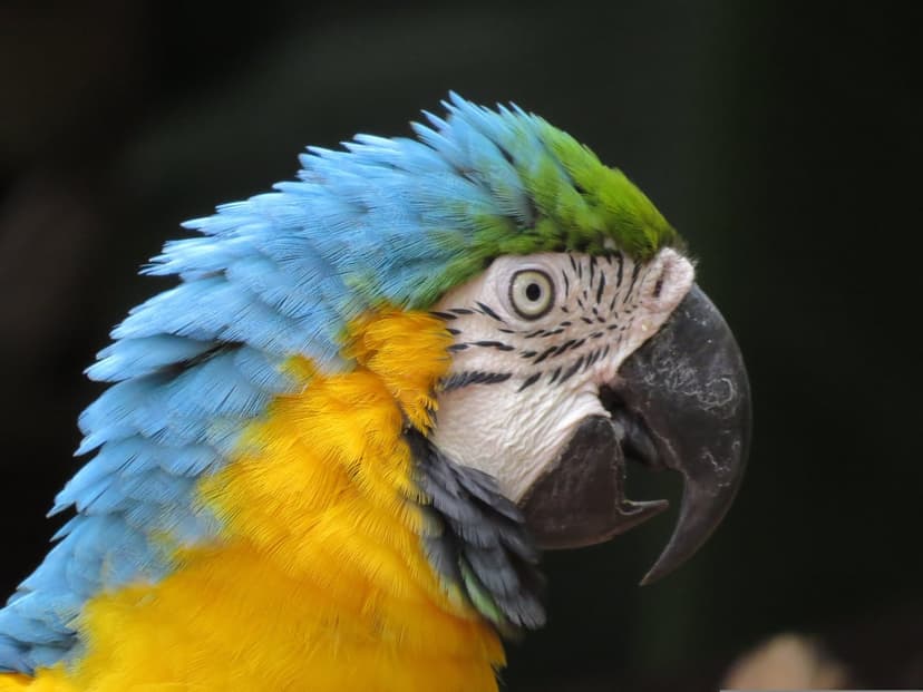 Blue and gold macaw with vibrant cerulean feathers and a yellow chest poses against a dark blurred background.
