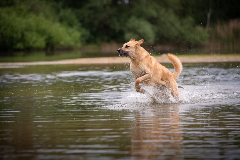 Golden dog leaping through shallow water with crystalline splashes, set against a soft green forest background.