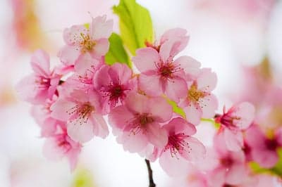 Close-up of delicate pink cherry blossoms in bloom