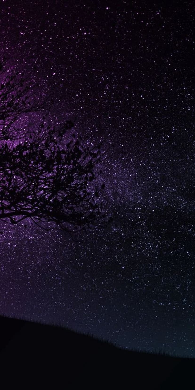 Solitary pine tree silhouetted against a purple dusk sky filled with stars above a calm, misty lake at nightfall.