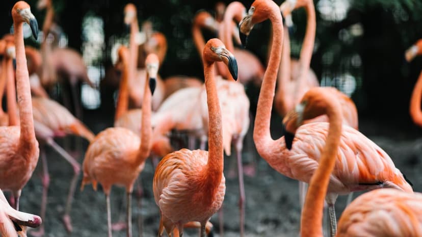 Pink flamingos with black-tipped beaks huddle together, showing soft rose feathers in a blurry outdoor setting.
