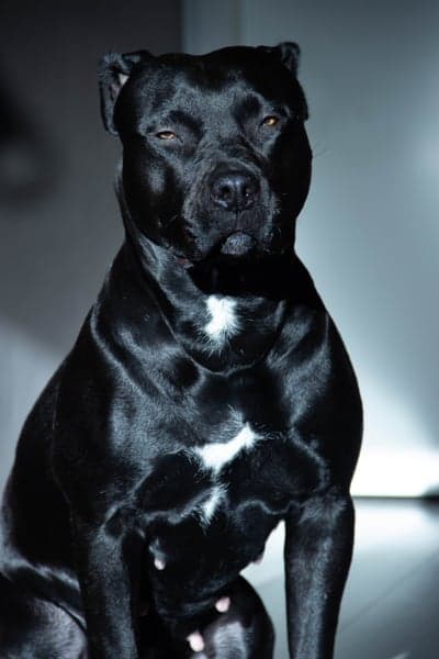 Black Pitbull with white markings sits posing