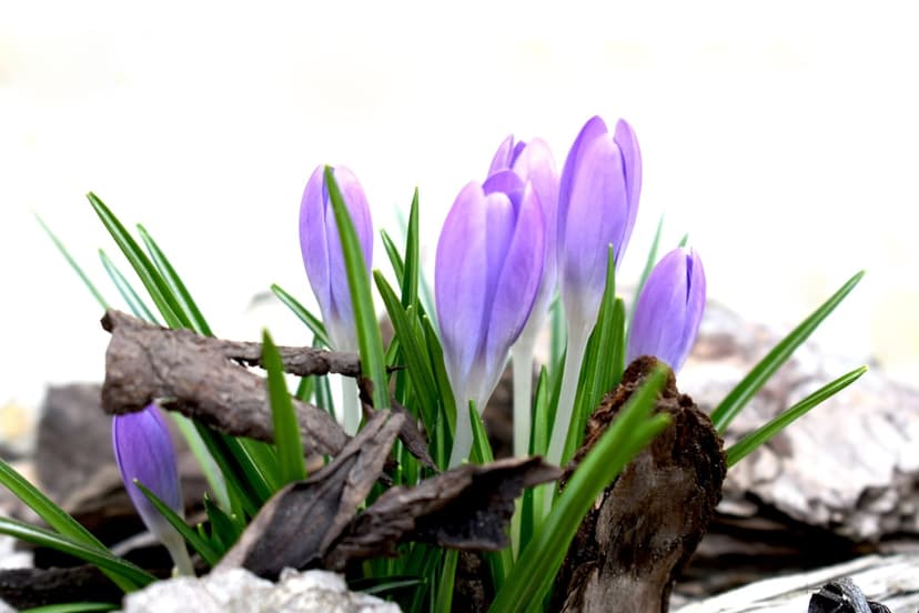 Amethyst crocus flowers blooming from green stems and brown bark mulch under soft natural spring light.
