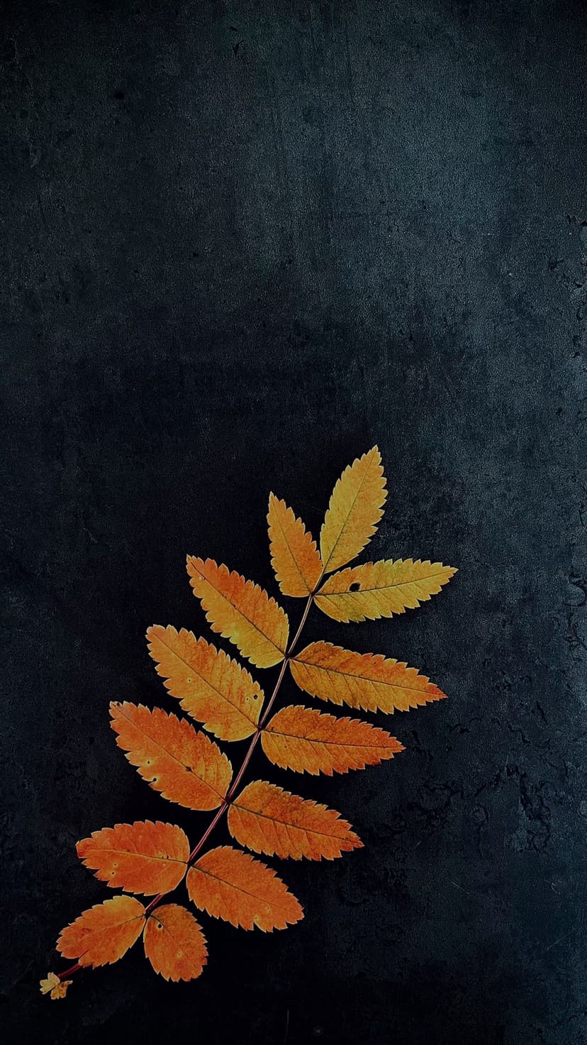 Autumn branch with yellow and red leaves rests diagonally on a dark, gritty textured surface in top-down view.