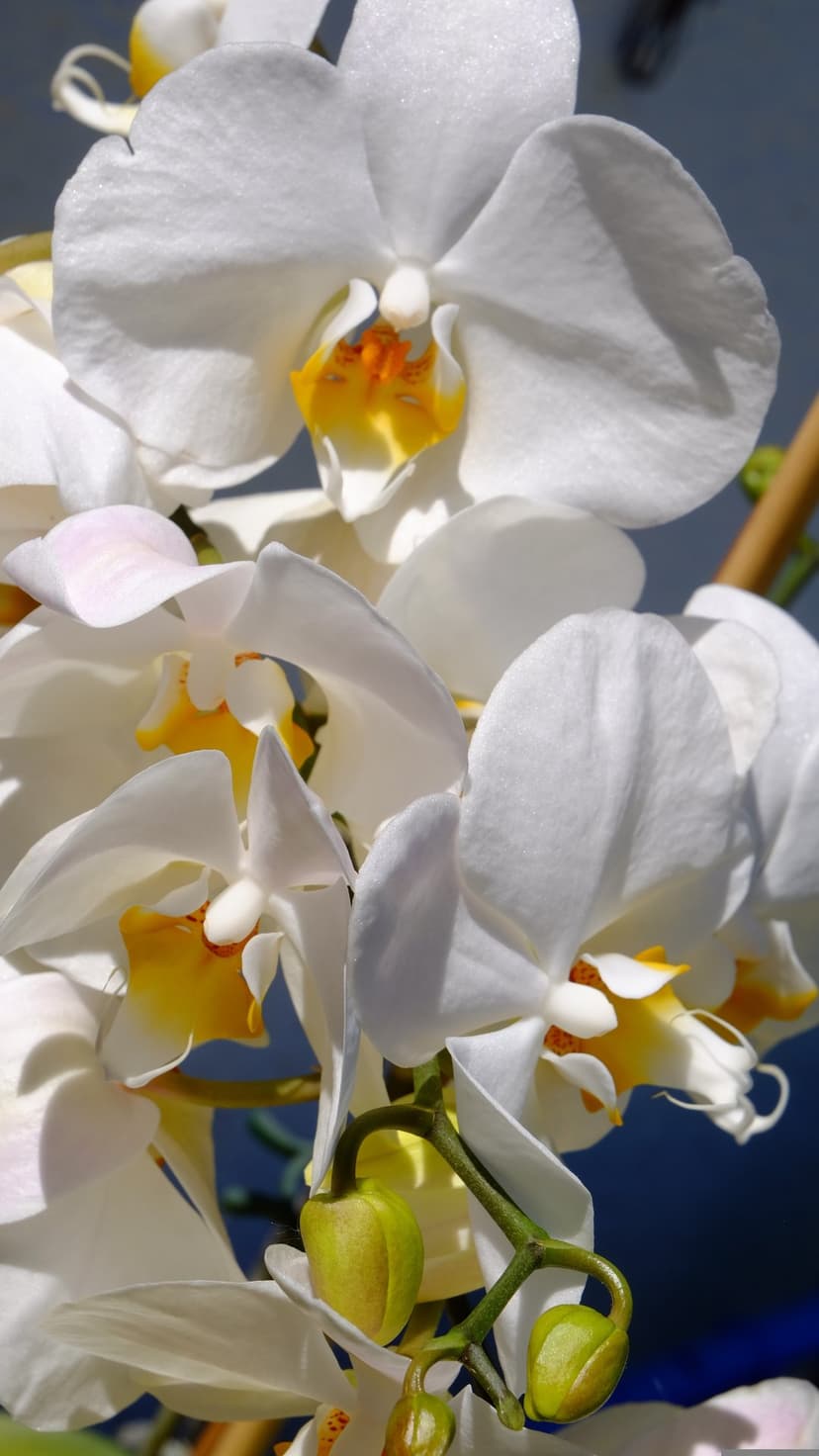 White moth orchids with vibrant yellow centers and green buds set against a blurred deep blue background.