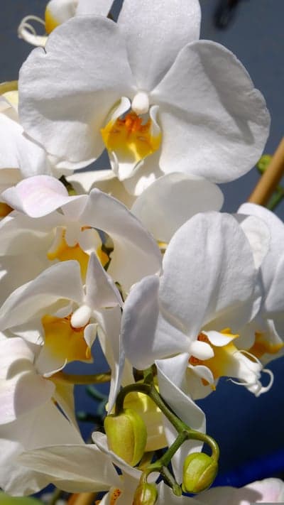 Stunning white orchids with yellow centers bloom