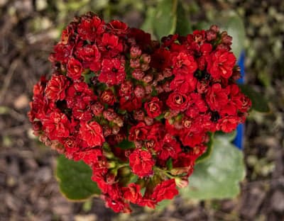 Vibrant Red Kalanchoe Flowers in Bloom
