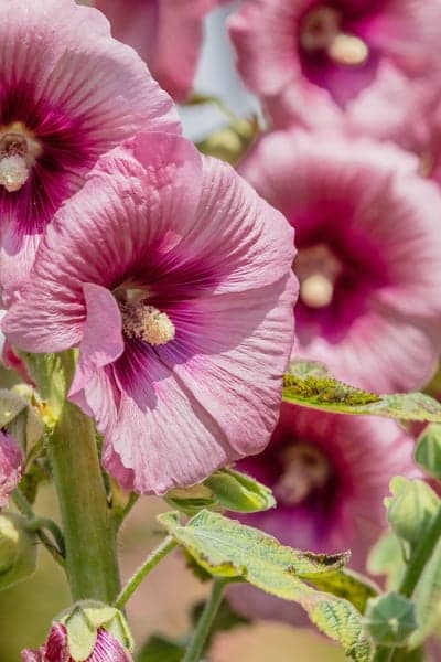 Summer Garden Pink Hollyhocks Floral Mobile Background