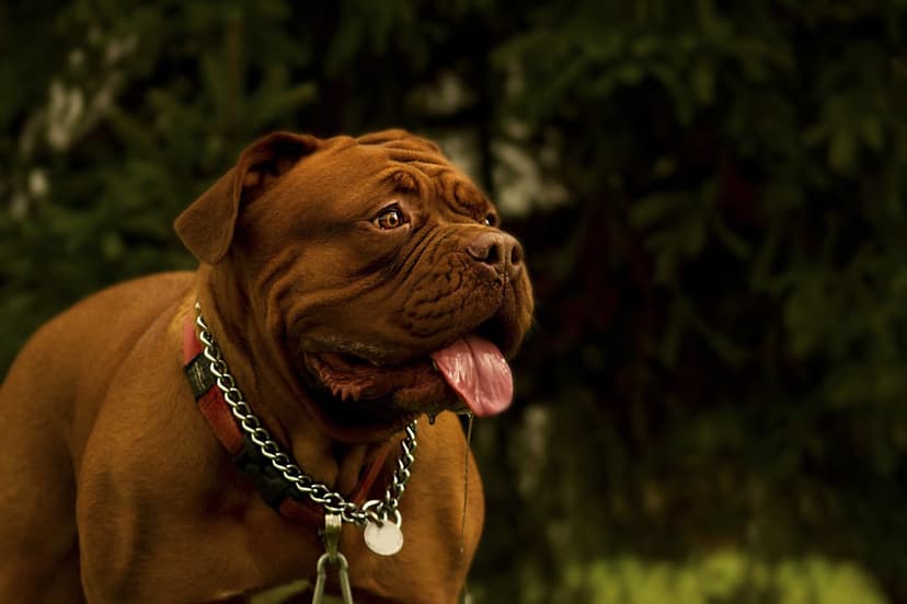 Dogue de Bordeaux with a metal chain collar pants against a green forest backdrop in this outdoor portrait.