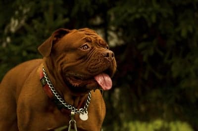 Dogue de Bordeaux dog with chain collar outdoors