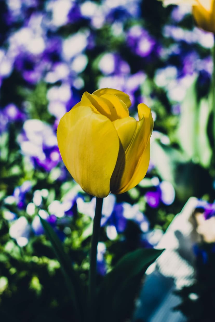 Yellow tulip flower with delicate petals and green stem in focus against a blurry purple floral background.