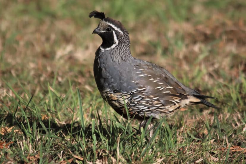 Male California Quail with a black plume stands in dry grass and green sprouts showing detailed breast feathers.