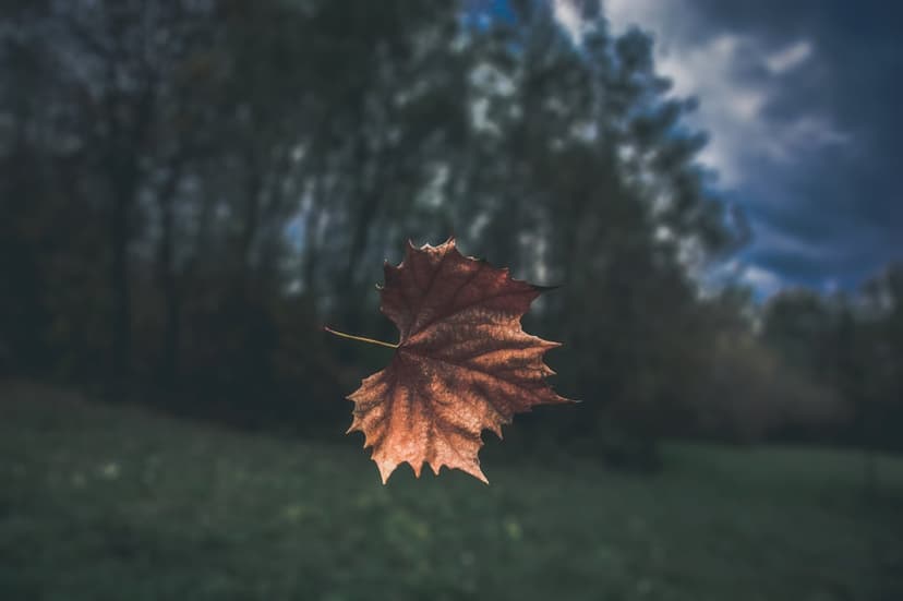 Brown autumn leaf with visible veins floats in mid-air against a blurred dark forest under dramatic gray clouds.