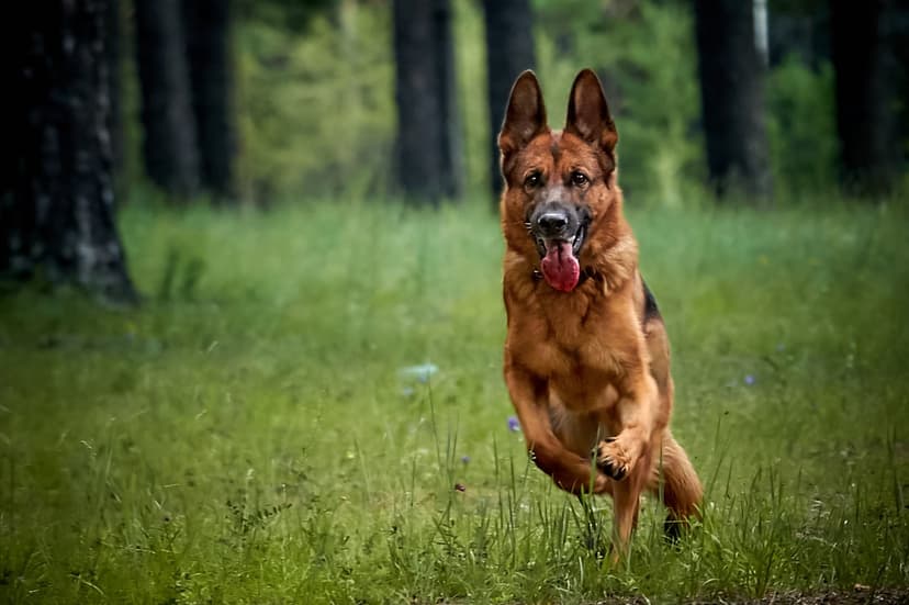 German Shepherd dog sprinting through tall green grass in a forest with its tongue out and ears perked.