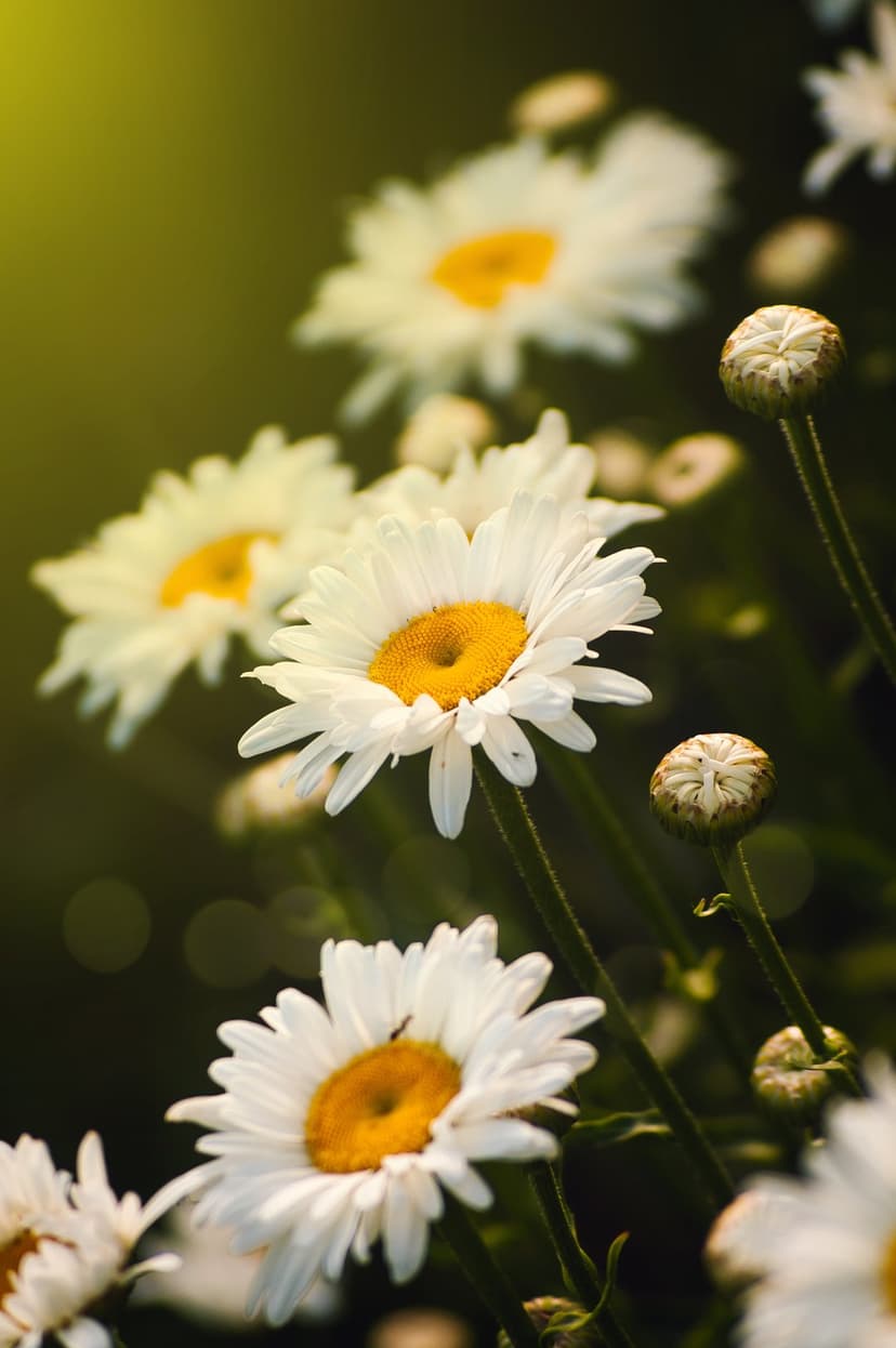 White daisy flowers with yellow centers bloom in soft sunlight against a dark, blurry background with bokeh circles.