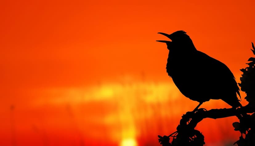 Small bird with an open beak perches on a thin tree branch against a solid orange sunset sky in high contrast.