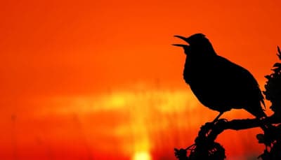 Singing Bird Silhouette at Sunset Mobile Background