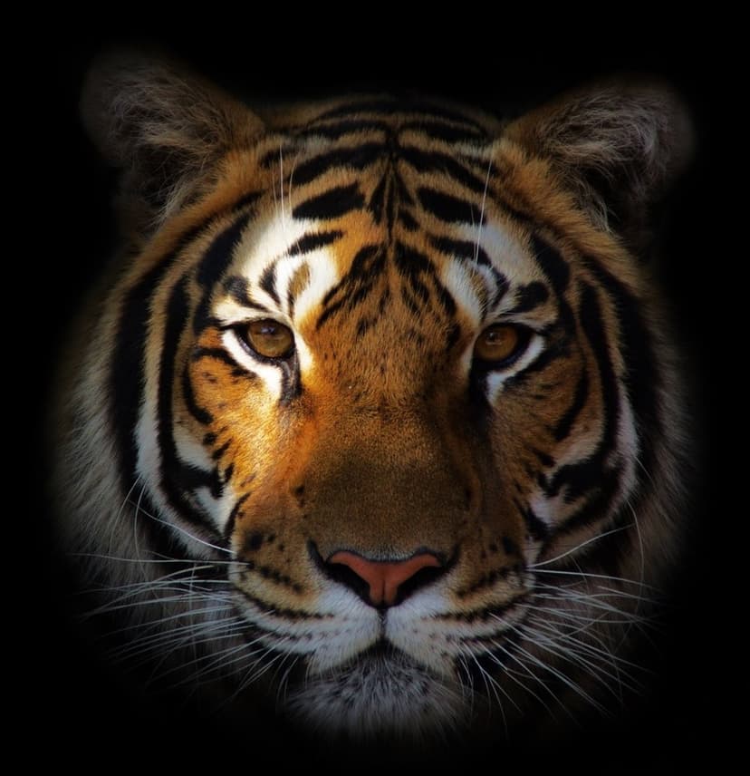 Tiger face close-up featuring glowing amber eyes and black stripes on orange fur for a phone display background.