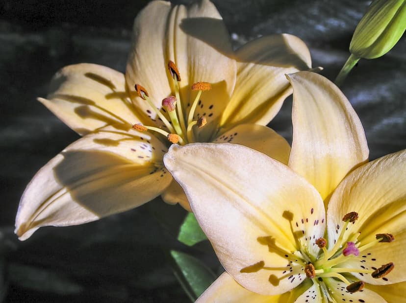 Yellow lilies with speckled petals and orange anthers bloom under soft sunlight with a small green bud nearby.
