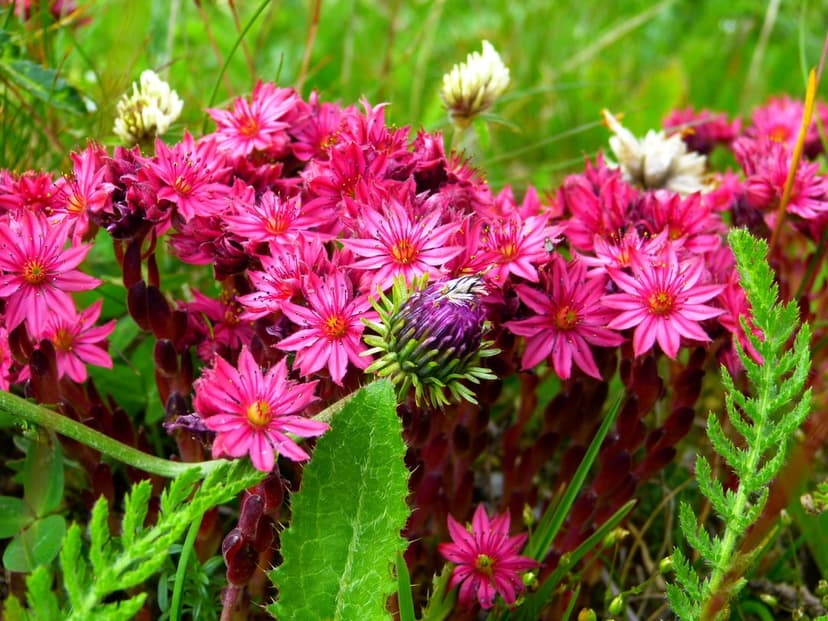 Pink Sempervivum flowers with a pointed purple bud surrounded by green succulent leaves in a macro view.