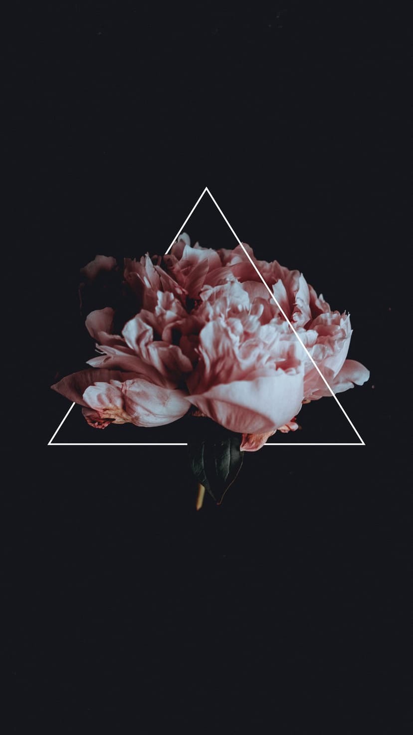 Pink peony blossom centered inside a white triangle frame against a dark background in a vertical orientation.
