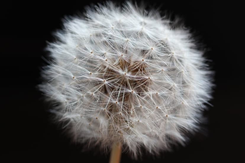 Dandelion seed head with white wispy filaments and small seeds captured in close-up against a dark background.