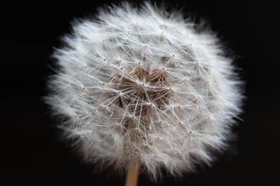 Close-up of a Dandelion Seed Head on Black Background