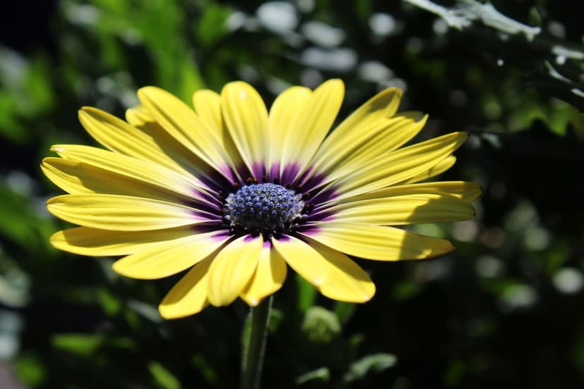 Yellow daisy petals radiate around a dark purple center with soft green bokeh in this vertical close-up view.