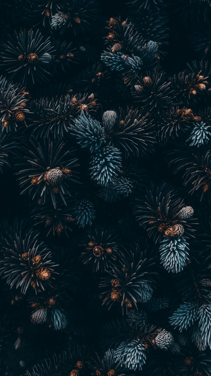 Dense pine needles and small developing cones overlap in a dark green and blue-gray forest foliage pattern.