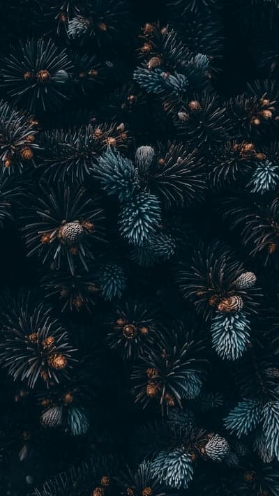 Forest Textures - Pine Needles and Cones Up Close