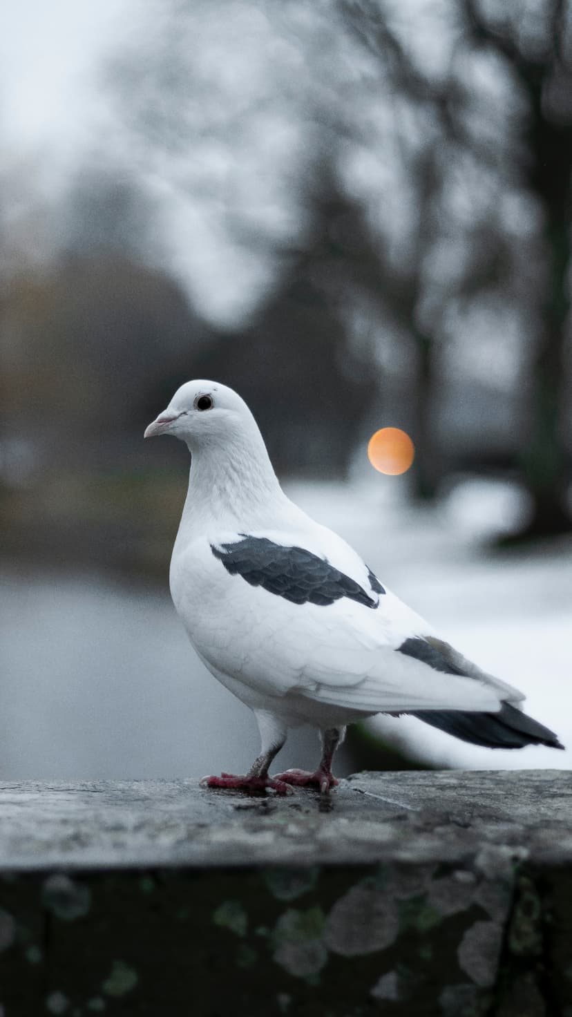 White pigeon with black wing spots stands on a rustic ledge with a soft bokeh winter background and orange light.