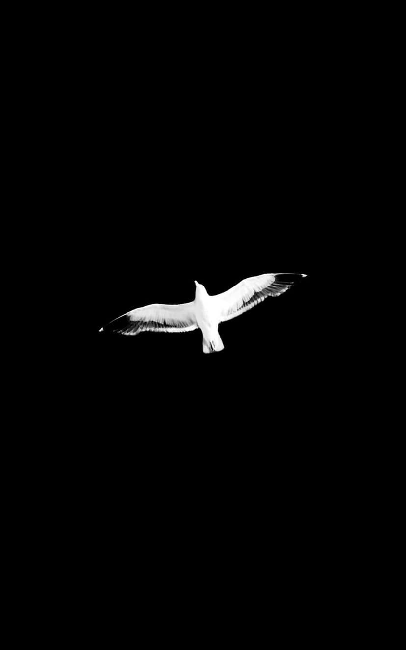 White seagull with fully extended wings flying against a solid black background in a minimalist composition.