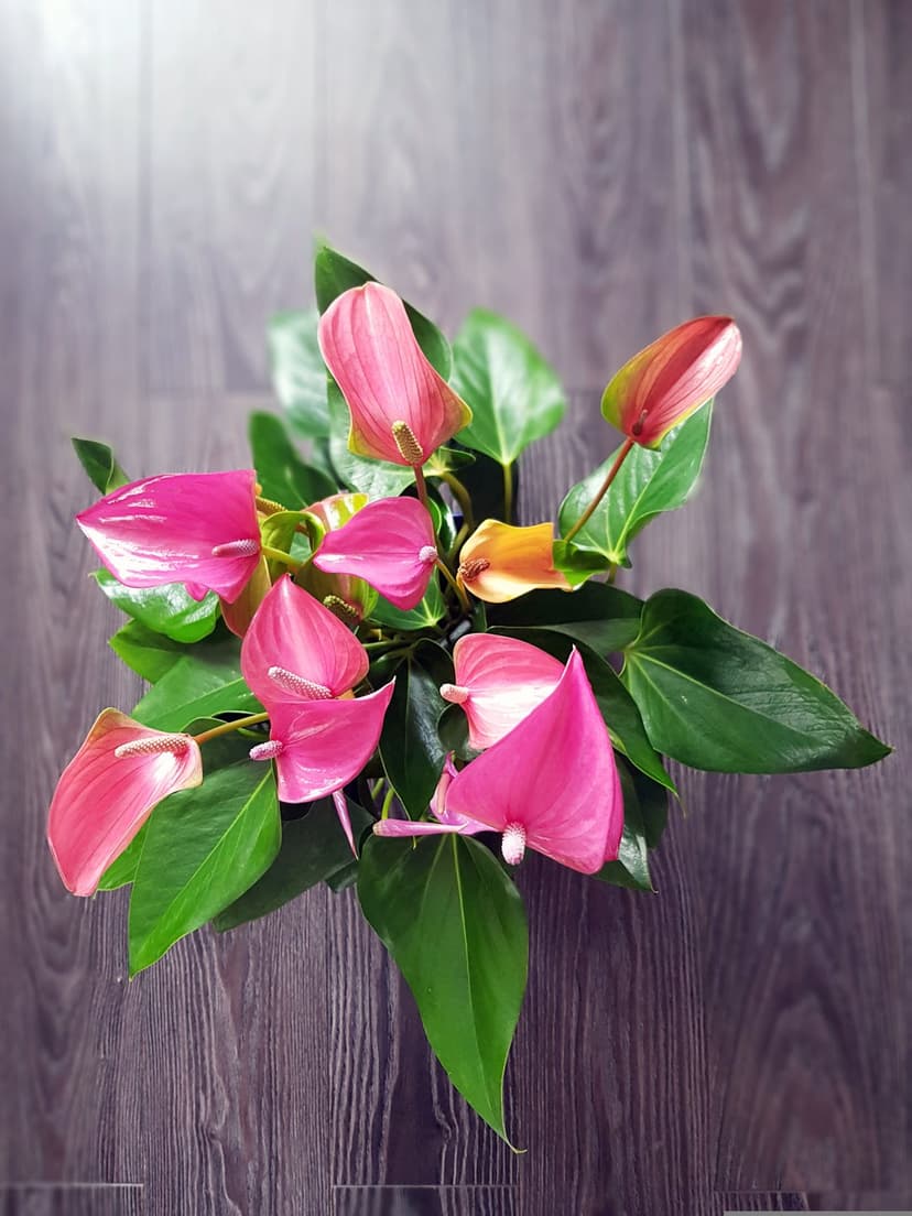 Pink anthurium flowers with yellow spadices and green leaves rest on a dark, textured wooden surface.
