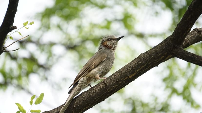 Brown-eared Bulbul with a red cheek patch perches on a textured tree branch against a blurred green background.