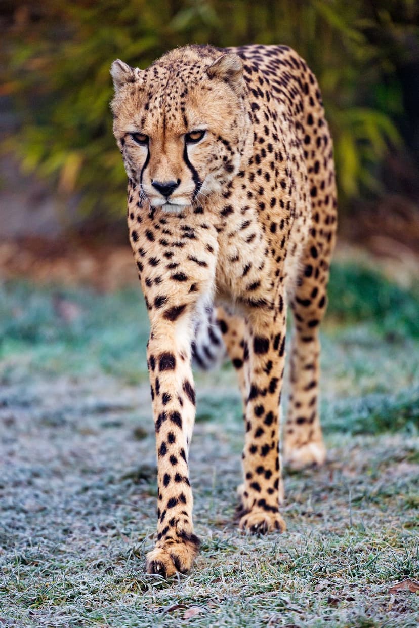 Cheetah with spotted fur walks through a field of frosted green grass during a soft morning sunrise outdoors.