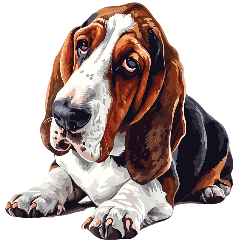Basset Hound dog portrait shows tri-color fur and long droopy ears with a frontal gaze on a black backdrop.