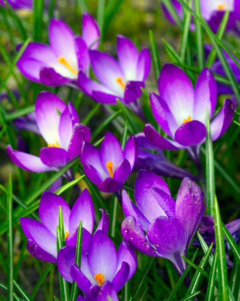 Purple crocus flowers with yellow centers grow through bright green grass in a close-up garden view.