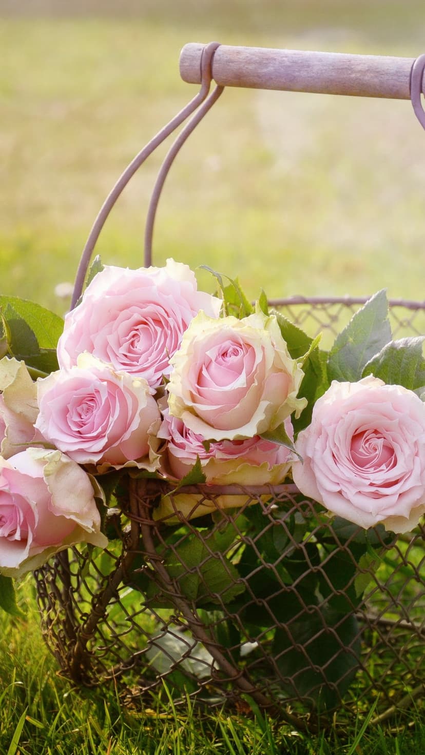 Pink roses with cream centers fill a rustic metal basket resting on a lush green lawn in soft sunlight.