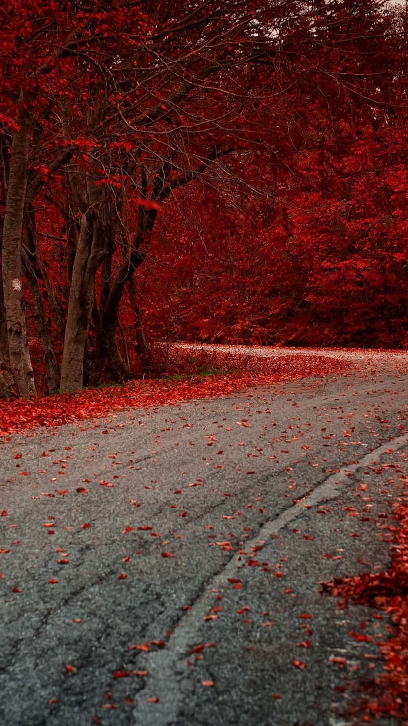 Winding asphalt road covered in red leaves curves through a dense forest of scarlet maple trees in autumn.