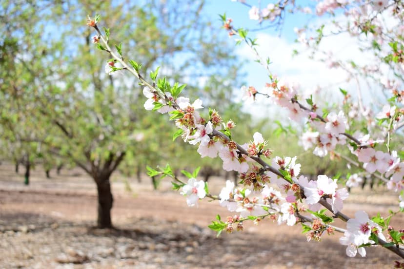 Pink and white almond blossoms on a branch against a soft-focus orchard and clear blue sky during spring.