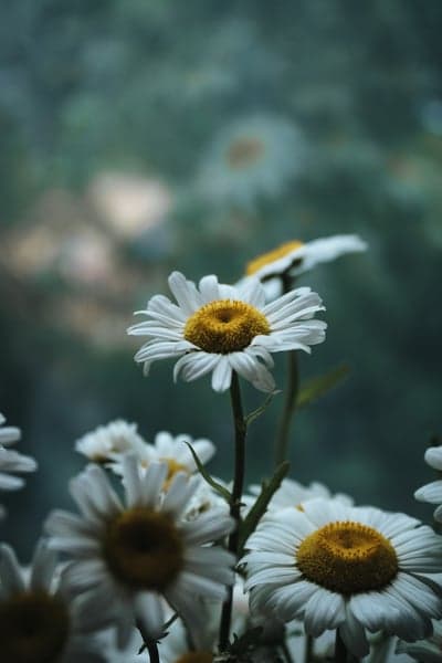 White Daisy Floral Bloom High-Res Phone Background