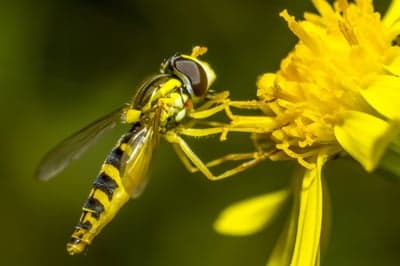 Hoverfly Feeding on Yellow Flower Macro Shot