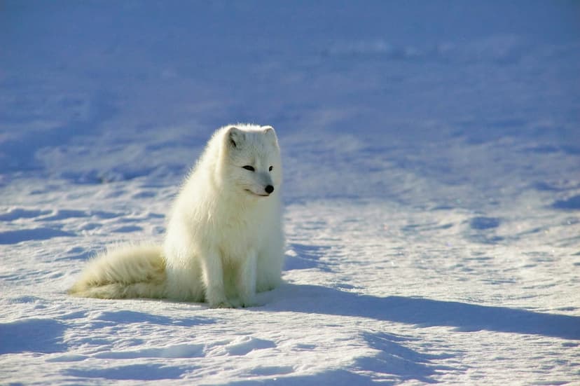 Arctic fox with white fur sits on a vast snowy field under a bright blue sky with soft shadows on the ground.