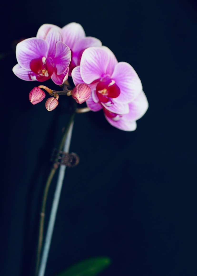 Pink phalaenopsis orchid flowers with magenta centers and green buds against a solid black background.