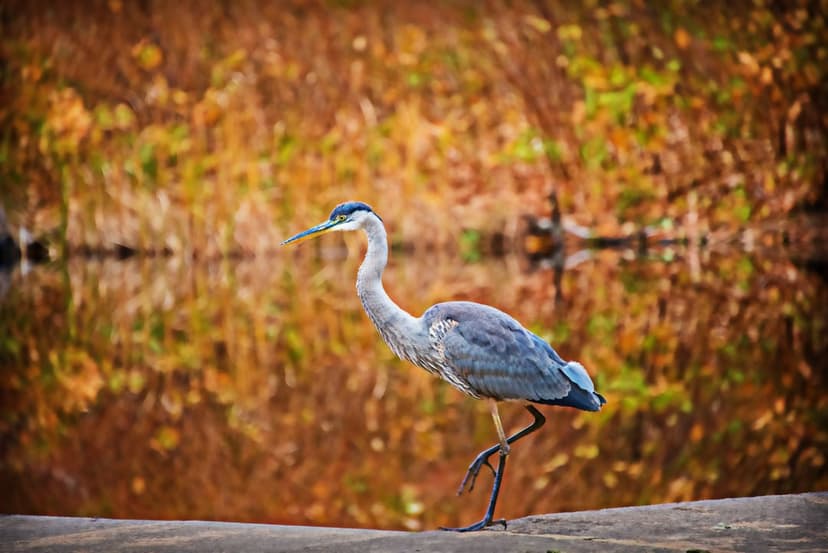Great Blue Heron stands by a reflective pond surrounded by orange autumn leaves on a vertical shoreline.