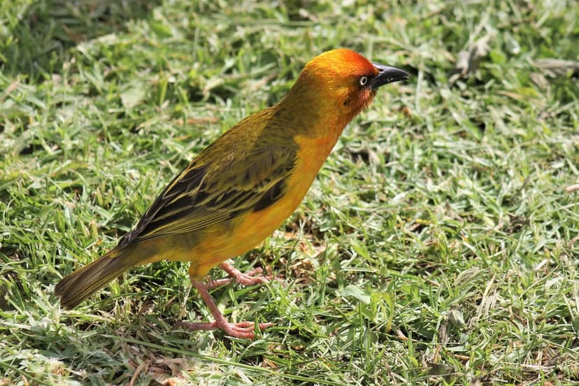 Orange-headed weaver bird with yellow plumage stands on green grass blades in a side profile view.