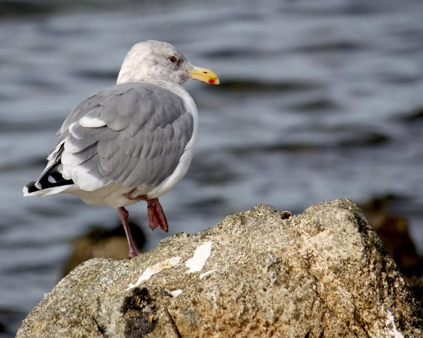 Seagull with a yellow beak and orange legs stands on a rock with blurred dark blue water in the background.