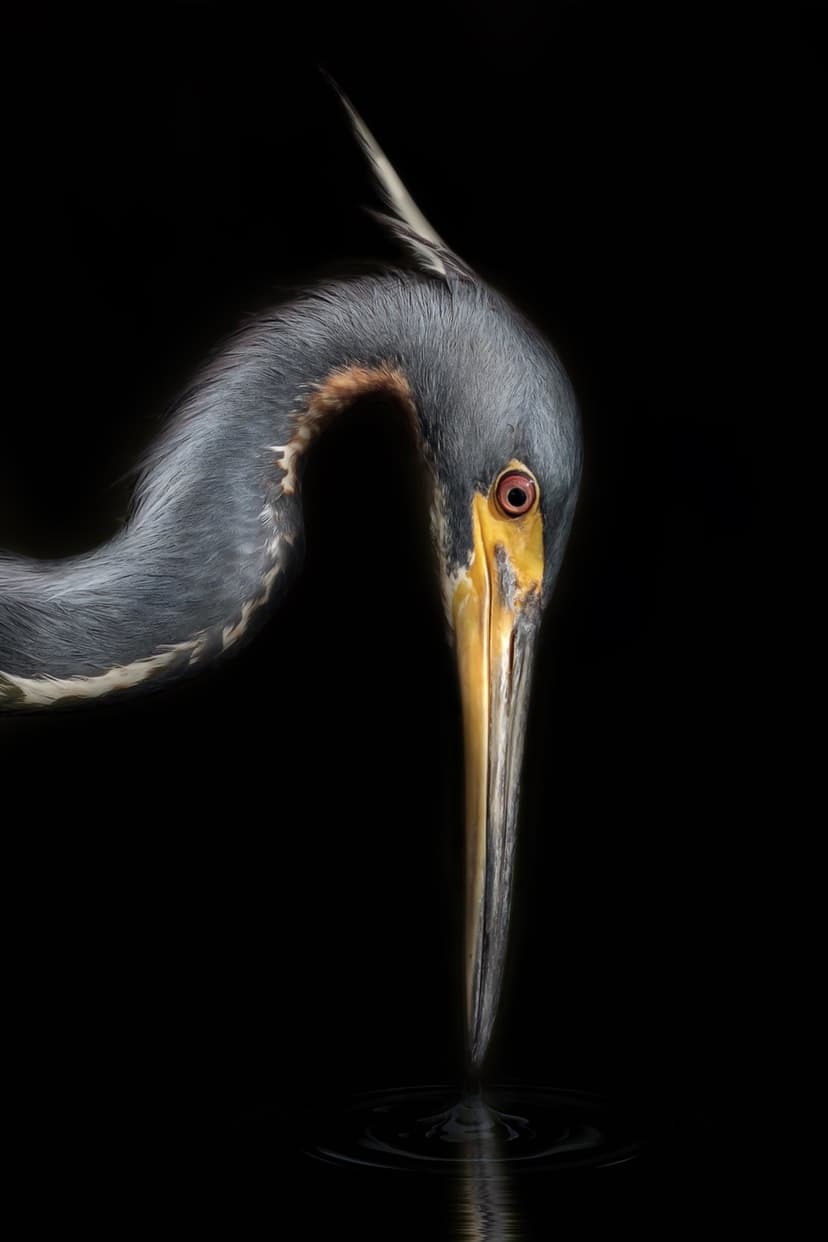 Tricolored Heron with a yellow beak sips from dark water, creating ripples against a solid black background.